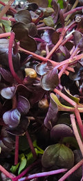 Radish - Rambo 15 x punnets
