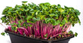 Radish - China Rose&nbsp;- 8x Punnets