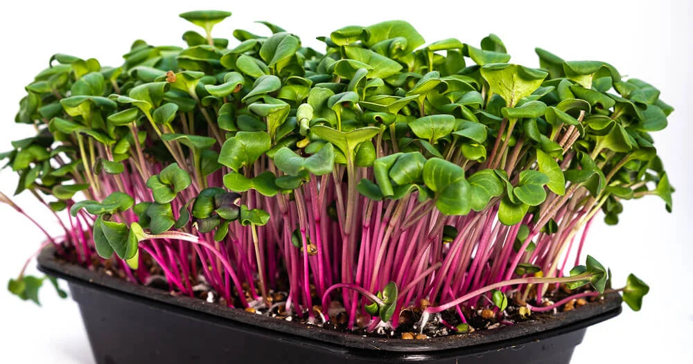 Radish - China Rose - 15x Punnets