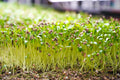 Coriander Cilantro - 8x Punnets