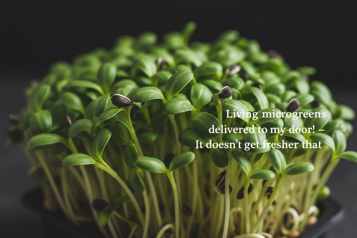 Sunflower Microgreens Organic - 8 x Punnets