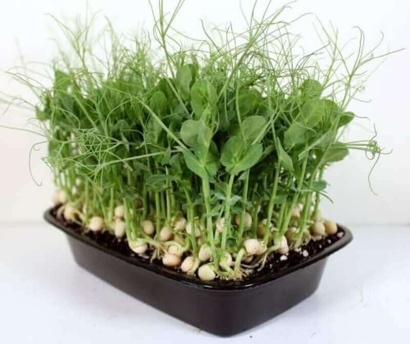 Pea - Tendril 15x Punnets
