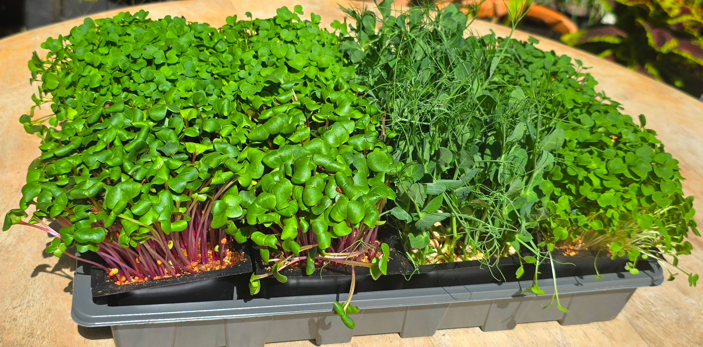 Mixed Microgreens -  8x Punnets - Mixed Weekly Powerhouse
