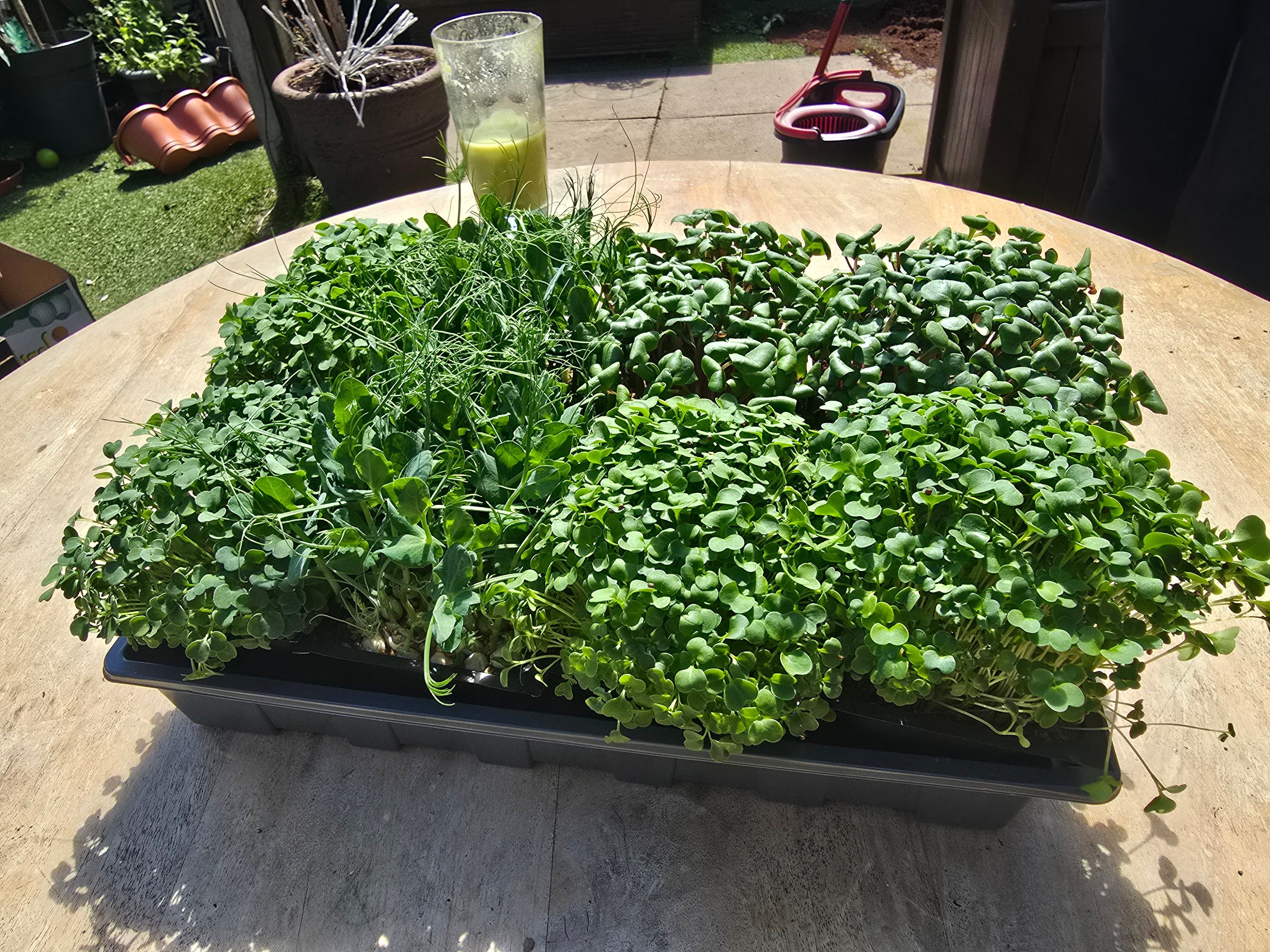Mixed Microgreens -  8x Punnets - Mixed Weekly Powerhouse
