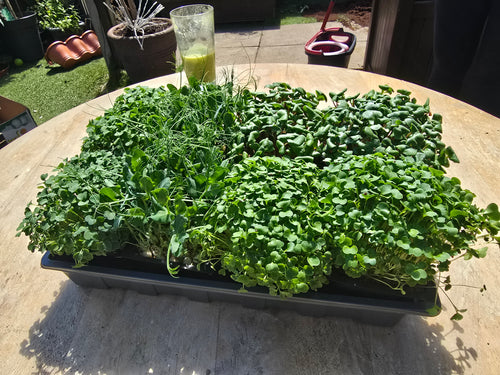 Mixed Microgreens - 15x Punnets - Mixed Weekly Powerhouse - Family pack