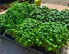 Mixed Microgreens -  8x Punnets - Mixed Weekly Powerhouse