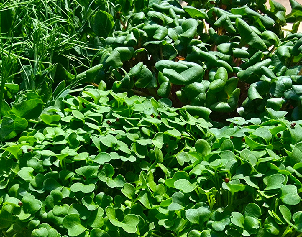 Rocket - 15 punnets