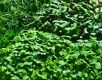 Rocket - 15 punnets