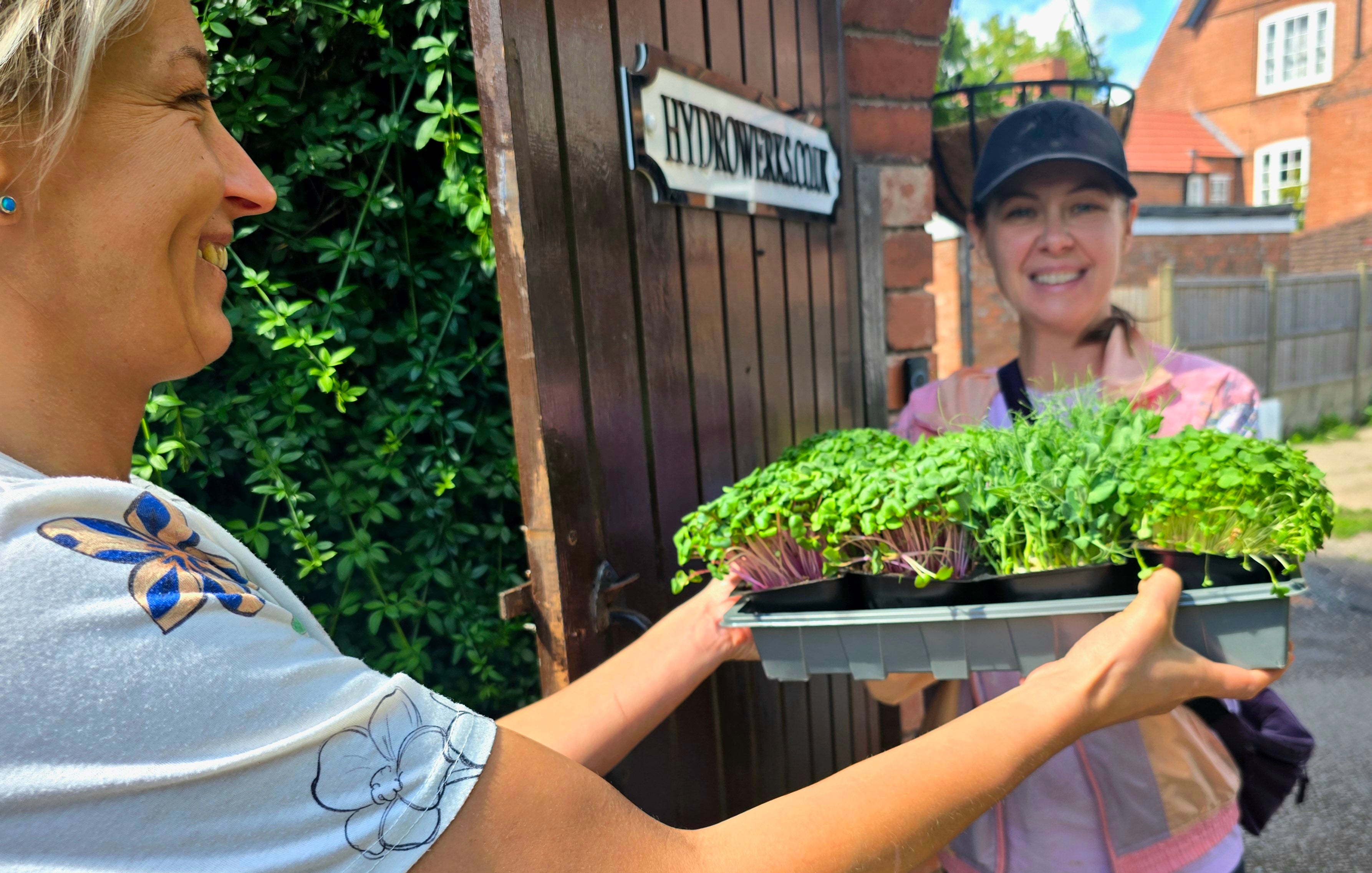 Mixed Microgreens -  8x Punnets - Mixed Weekly Powerhouse